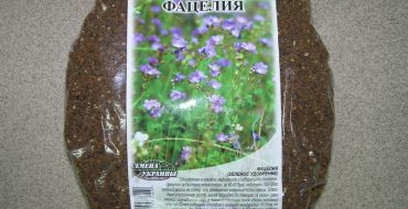 Phacelia, comme l'engrais vert - un outil utile dans le jardin