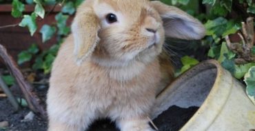 Utiliser du fumier de lapin dans le jardin