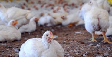 Fertiliser le sol avec des fientes de volaille