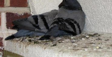 Les fientes de pigeon sont un excellent engrais naturel