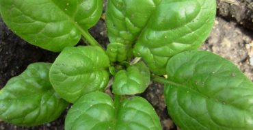 Comment faire pousser des épinards végétaux