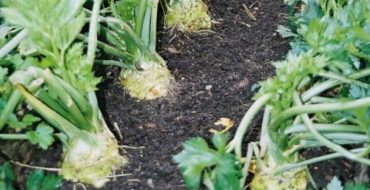 Comment planter au mieux le céleri