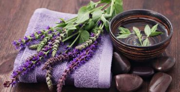 Quand récolter la sauge médicinale