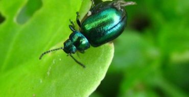 Quels sont les parasites de l'oseille