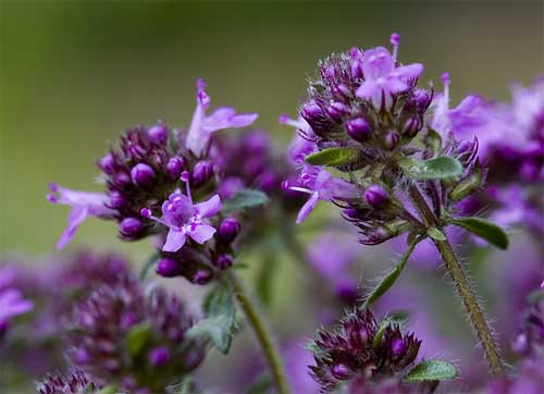 À quoi ressemblent les fleurs d'une plante en gros plan