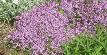 Comment faire pousser du thym et comment en prendre soin