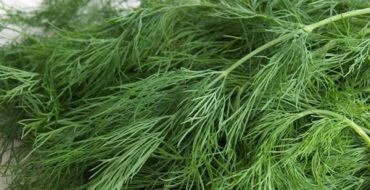 Façons de garder l'aneth frais