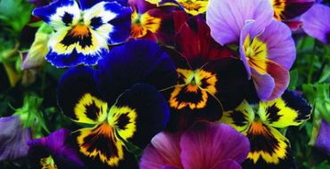 Comment planter des fleurs annuelles