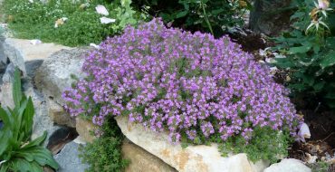 Comment prendre soin du thym dans le jardin