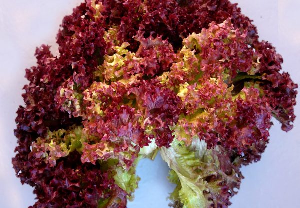 La salade de chêne a des feuilles vert-brun caractéristiques originales