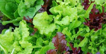 Quels sont les types de salades vertes