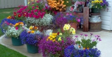 Quelles sont les fleurs annuelles