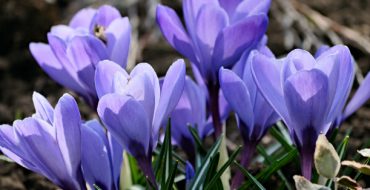Quelles fleurs résistantes au gel existent pour l'Oural