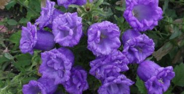 Comment planter et entretenir des cloches vivaces