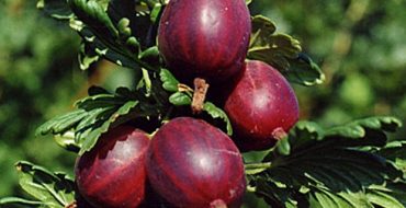 Quelles sont les variétés de groseilles à maquereau et les caractéristiques de leur culture