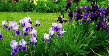 Fleurs vivaces adaptées à la culture en Sibérie