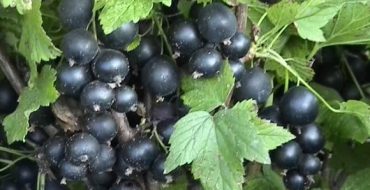 Quelles variétés de cassis sont les meilleures et laquelle choisir pour le jardin