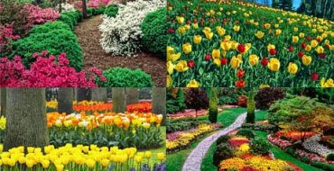 Comment choisir des fleurs vivaces pour un parterre de fleurs