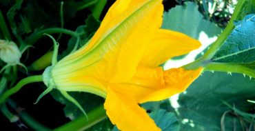 A quoi ressemble une fleur stérile en gros plan ?