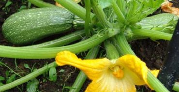 Les courgettes ont leurs propres difficultés à pousser