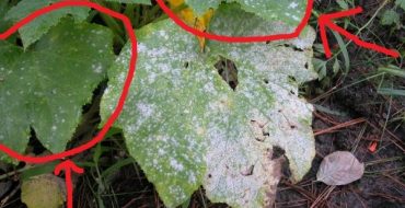 Sur la photo, les curseurs indiquent clairement la présence de taches blanches