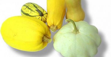 La courgette et la courgette sont deux variétés différentes de la même famille