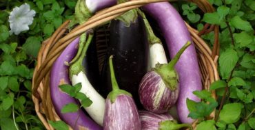 Récolte d'aubergines dans un panier