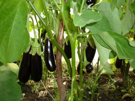 Cultiver des aubergines en serre