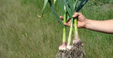 Apparition de l'ail cépage d'hiver Lyubasha