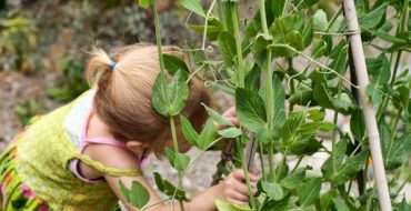 Pois verts du jardin - une friandise préférée des enfants