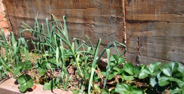 L'ail pousse dans le même jardin que les fraises