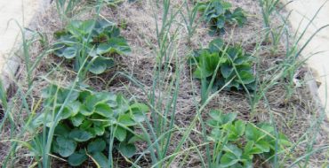 Quartier favorable de l'ail et des fraises