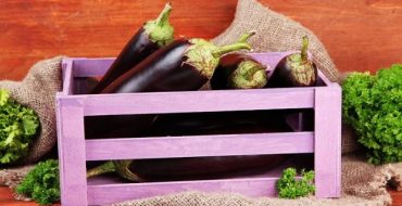 Récolte d'aubergines dans une boîte