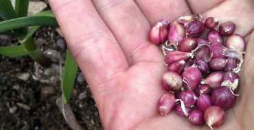 Sevok pour rajeunir l'ail