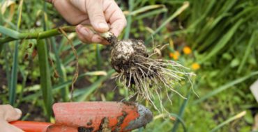 Déterrer un buisson d'ail de printemps pour déterminer la maturité