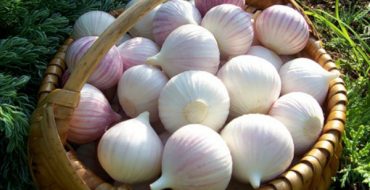 Ail variétal Sofievsky dans un panier