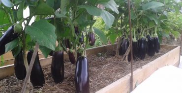 Cultiver des aubergines sur votre site