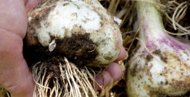 Le bas de l'ail pourrit par le bas