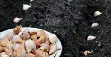 Semer de l'ail avec des clous de girofle avant l'hiver