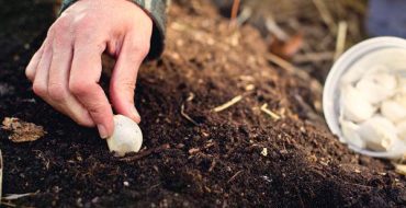 Semis d'hiver de l'ail dans l'Oural