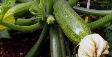 Avec les bons soins, vous obtiendrez une belle récolte.