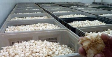 Vente en gros d'ail d'hiver commercial