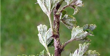 Fleur blanche sur le dessus du buisson de groseille à maquereau