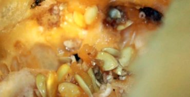 Le melon infesté d'insectes se décompose rapidement