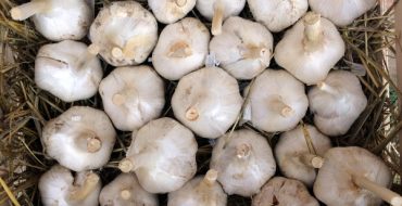 Conservation hivernale des bulbes Rocumboll