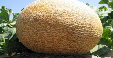 Melon d'Amal mûrissant dans le jardin