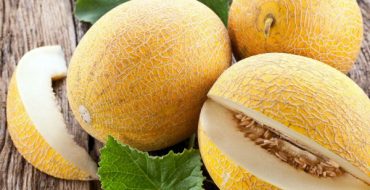 Variétés de melon mûr Kolkhoznitsa