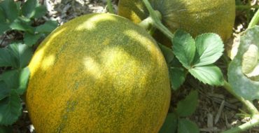 Maturation des melons cultivés dans le pays