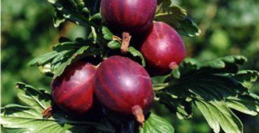 Maturation des groseilles à maquereau sur un buisson