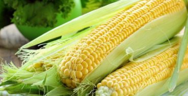 Délicieux maïs de maturité du lait